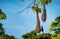 Oropendola or Conoto bird building a nest on a tree branch.