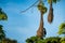 Oropendola or Conoto bird building a nest on a tree branch.