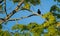 Oropendola or Conoto bird resting on a tree branch