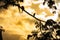 Oropendola or Conoto bird resting on a tree branch during a colorful sunrise