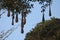 Oropendola Nest Hanging from a Jungle Tree