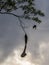 Oropendola Nests