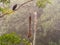 Oropendola Nests