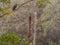 Oropendola Nests