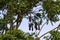 Oropendola nests in Costa Rica