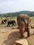 Orphan elephants at Pinnawala Elephant Orphanage in Sri Lanka