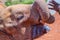 Orphaned African Elephant Dribbling Milk