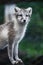 An orphaned Arctic fox in the Westfjords