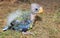 Orphaned baby Australian Rosella