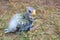 Orphaned baby Australian Rosella