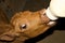 Orphaned Baby Calf Being Hand Bottle Fed