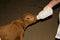 Orphaned Baby Calf Being Hand Bottle Fed