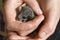 Orphaned dormouse baby in safety