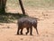 Orphaned elephant