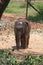 Orphaned elephant