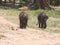 Orphaned elephants