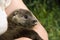 An orphaned European otter