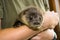 An orphaned European otter