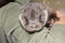 Orphaned European otter baby in the hand of his zookeeper