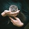 An orphaned European otter cub on hands