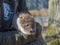 Orphaned and hand reared otter baby in a wildlife rescue center