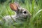 orphaned newborn rabbit nestled among the grass