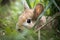 orphaned newborn rabbit nestled among the grass