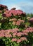 Orpine blooming in garden background