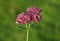 Orpine blooming in garden background