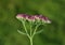 Orpine blooming in garden background