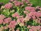 Orpine blooming in garden background