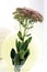 Orpine flowers (Hylotelephium telephium) in vase