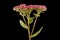 Orpine (Hylotelephium telephium). Inflorescence Closeup