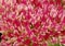 Orpine (Hylotelephium telephium). Inflorescence Detail Closeup