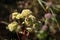 Orpine plant (Sedum telephium)