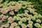 Orpine. Sedum foliage, greenery garden plants at springtime