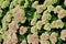 Orpine. Sedum foliage, greenery garden plants at springtime