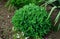 Orpine. Sedum foliage, greenery garden plants at springtime