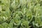 Orpine. Sedum foliage, greenery garden plants at springtime ( Sedum telephium )