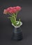 Orpine in vase on dark background