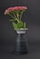 Orpine in vase on dark background