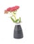 Orpine in vase on white background