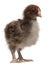 Orpington, a breed of chicken, 3 weeks old