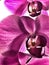 Orquidea flower