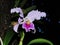Orquidea in the garden amazonic flower