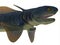 Orthacanthus Shark Head