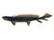 Orthacanthus Shark Side Profile