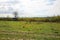 Orthern russian house by the green grass, blue grey, cloudy sky.