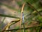 Orthetrum brunneum dragonfly, odonata, Southern Skimmer. Male, on waterside reeds.