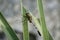 Orthetrum sabina, slender skimmer dragonfly perched on a green leaf